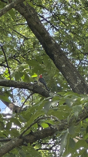 Red-bellied Woodpecker