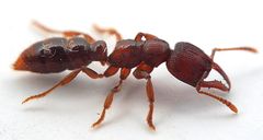 Amblyopone ferruginea