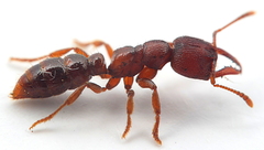 Amblyopone ferruginea