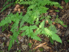 Polystichum subtripteron