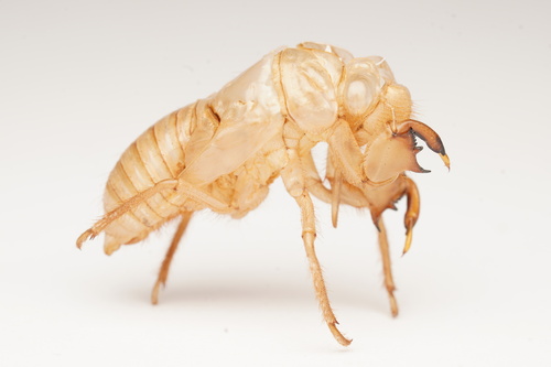 Cretan Cicada