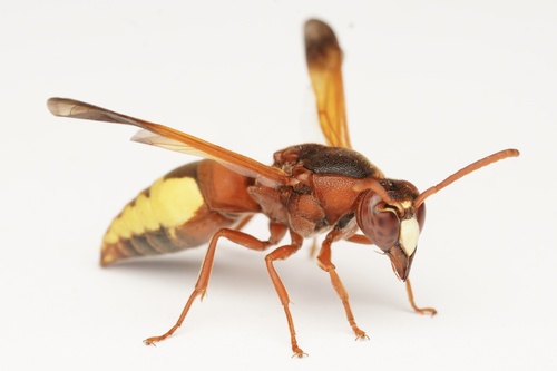 Rhynchium oculatum