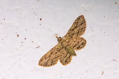 Gymnoscelis biangulata