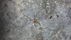 Nesticidae