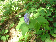 Aconitum axilliflorum