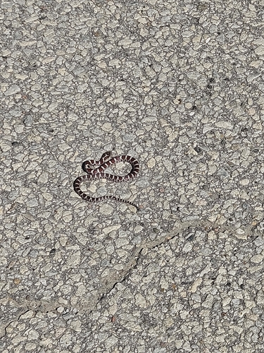 Eastern Milksnake