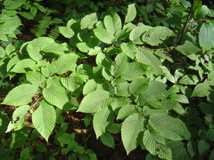 Carpinus cordata
