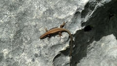 Iberolacerta horvathi