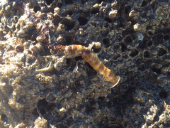 Ficopomatus enigmaticus