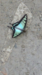 Graphium cloanthus