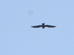 Black Kite