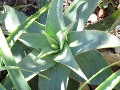 Aloe × schimperi