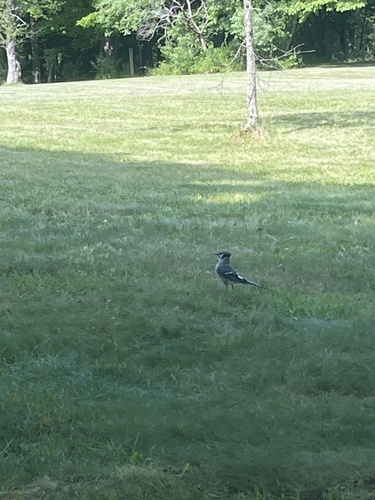 Blue Jay