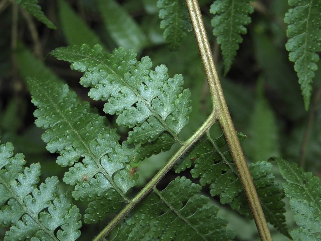 Microlepia nepalensis (Microlepia nepalensis)
