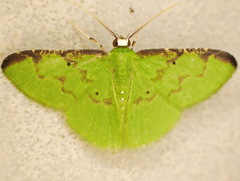 Tachyphyle costiscripta