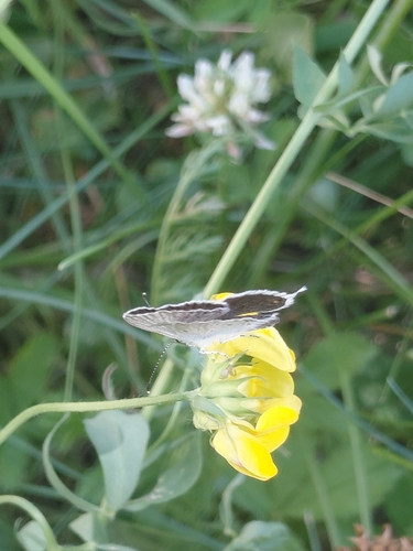 Short-tailed Blue