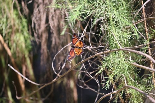 Viceroy