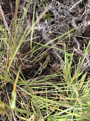 Trioceros jacksonii observed 2026-06-27