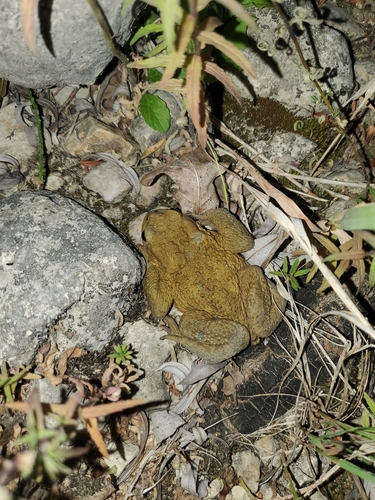 European Toad