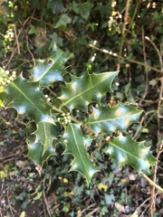 Ilex aquifolium