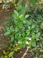 Psychotria carthagenensis