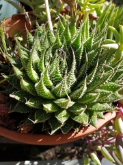 Aristaloe aristata