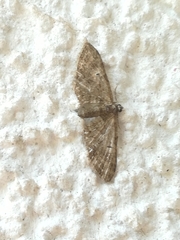 Eupithecia abbreviata