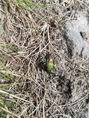 Carabus nitens