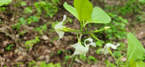 Tabernaemontana amygdalifolia observed 2026-06-26