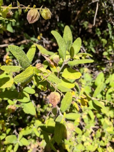 California Pitcher Sage