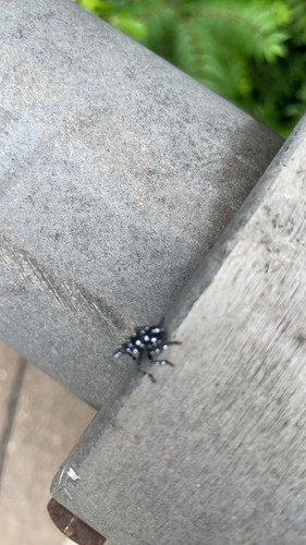 Spotted Lanternfly