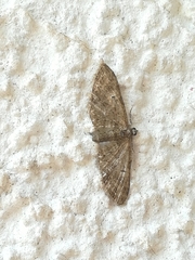 Eupithecia abbreviata