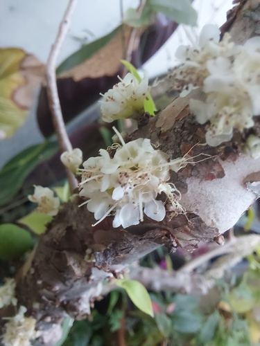Jaboticaba