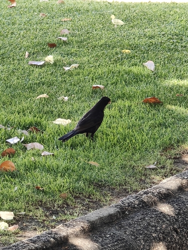 Eurasian Blackbird
