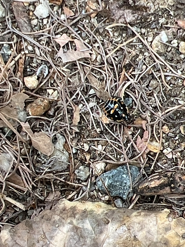 iNaturalist observation photo of Harlequin Bug