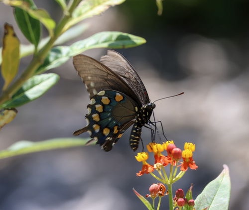 Pipevine Swallowtail