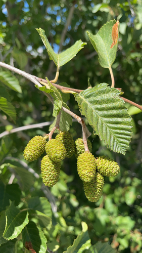 grey alder