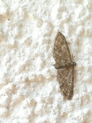 Eupithecia abbreviata