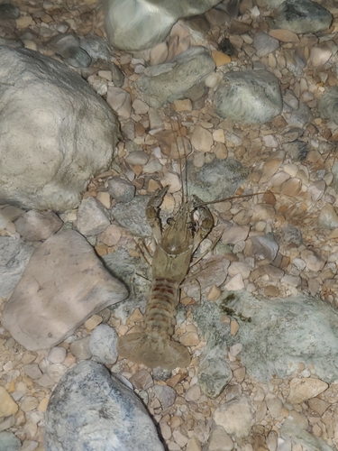 Spinycheek Crayfish
