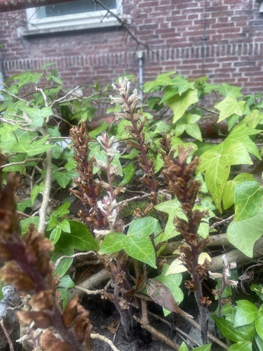 ivy broomrape