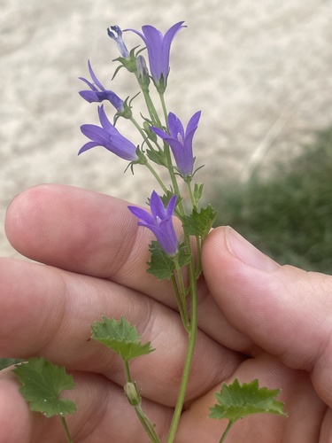 Dalmatian bellflower