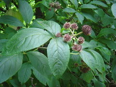 Eleutherococcus sessiliflorus