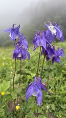 Aquilegia olympica, photograph (c) Afanasovich Alexey, some rights reserved (CC BY)