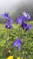 Aquilegia olympica, photograph (c) Afanasovich Alexey, some rights reserved (CC BY)