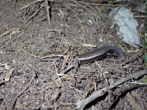 Hardy’s Skink, Oligosoma hardyi