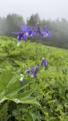 Aquilegia olympica, photograph (c) Afanasovich Alexey, some rights reserved (CC BY)