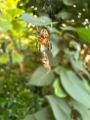 Cross Orbweaver