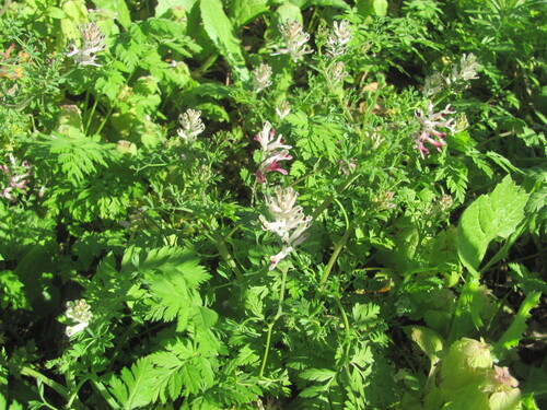 Fumaria agraria (Fumaria agraria)
