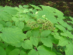 Aralia continentalis