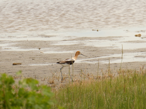 American Avocet